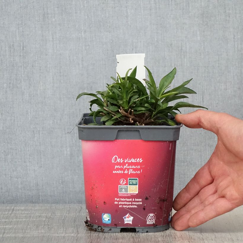 Exemplaar van Aster dumosus Bahamas - Dwergaster Pot van 2 l/3 l zoals geleverd in de lente