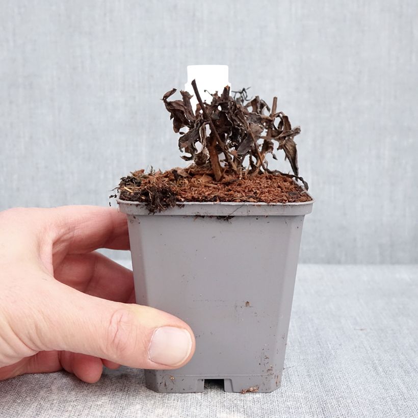 Example of Aster dumosus Jenny - Aster nain Kweekpotje van 8/9 cm as you get in hiver