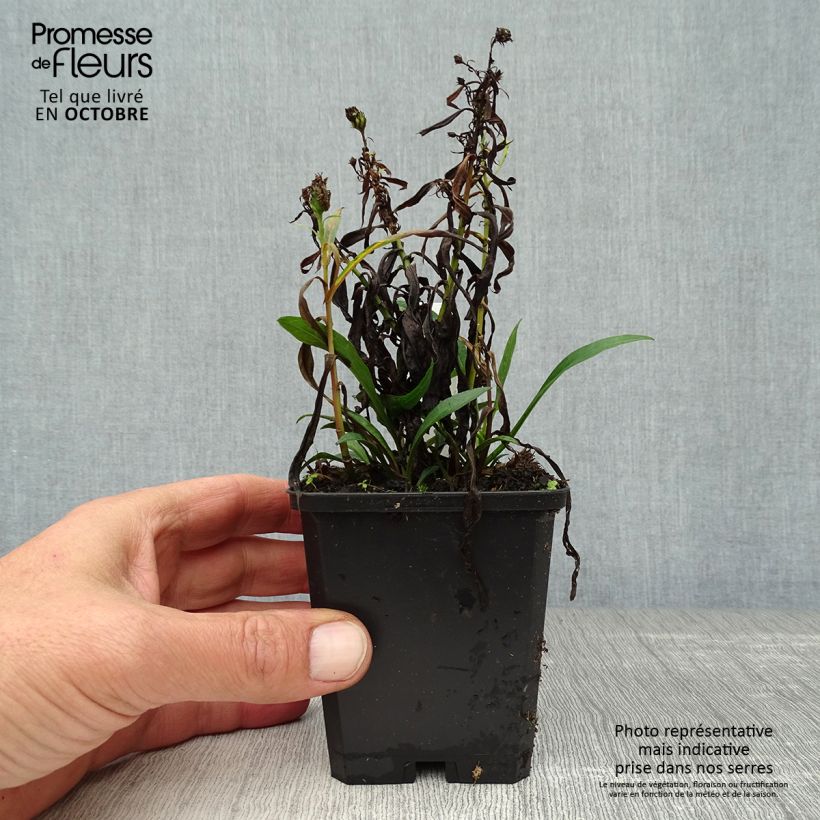 Exemplaar van Aster dumosus Kristina - Dwergaster Kweekpotje van 8/9 cm zoals geleverd in de herfst