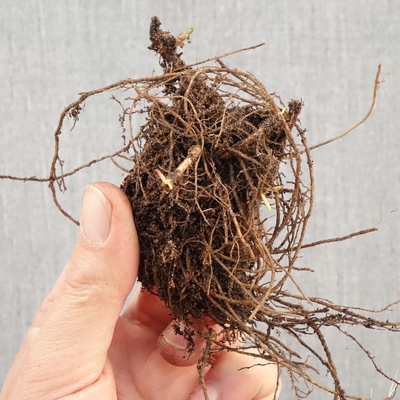 Exemplaar van Aster dumosus Marjorie - Dwergaster Naakte wortel zoals geleverd in de winter