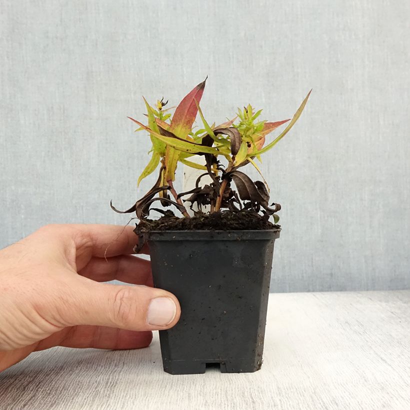 Exemplaar van Aster dumosus Professeur Anton Kippenberg - Dwergaster Kweekpotje van 8/9 cm zoals geleverd in de herfst