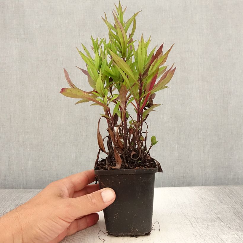 Exemplaar van Aster dumosus Samoa - Dwergaster Kweekpotje van 8/9 cm zoals geleverd in de zomer