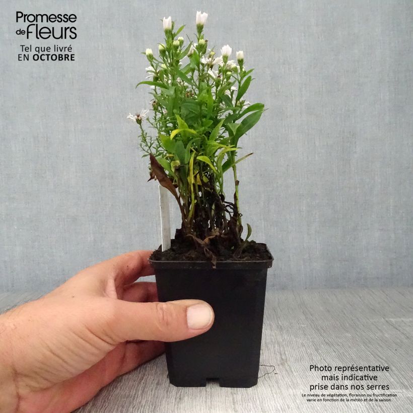 Exemplaar van Aster dumosus Schneekissen - Dwergaster Kweekpotje van 8/9 cm zoals geleverd in de herfst