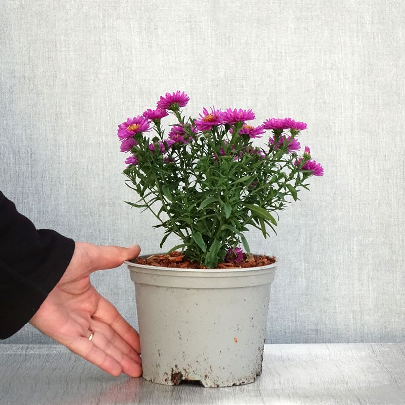 Exemplaar van Dwergaster Starlight Pot van 2 l/3 l zoals geleverd in de herfst