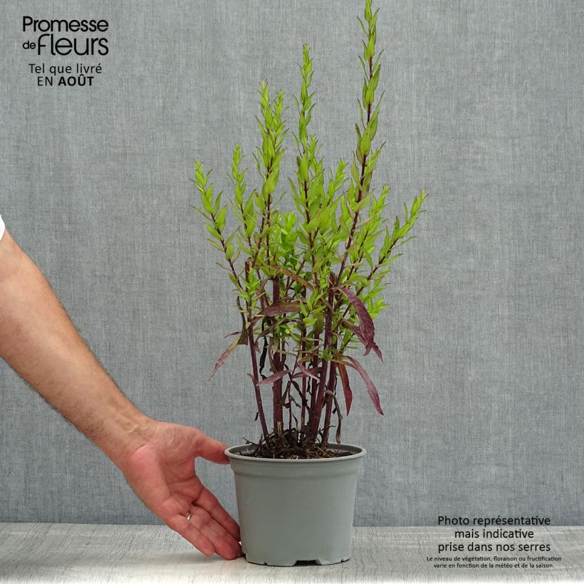 Exemplaar van Dwergaster Starlight Pot van 2 l/3 l zoals geleverd in de zomer