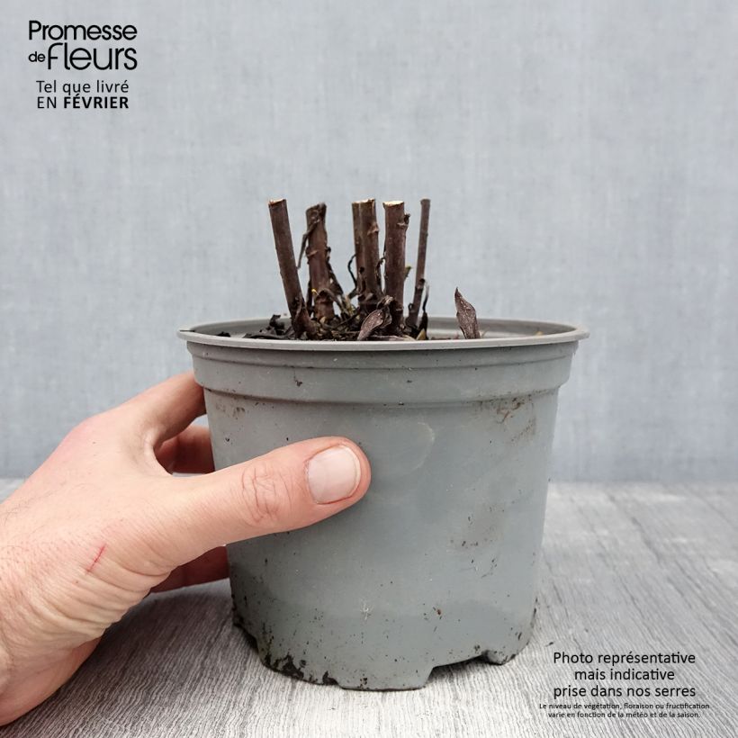 Example of Aster dumosus Starlight - Aster nain d’automne Pot van 2 l/3 l as you get in hiver