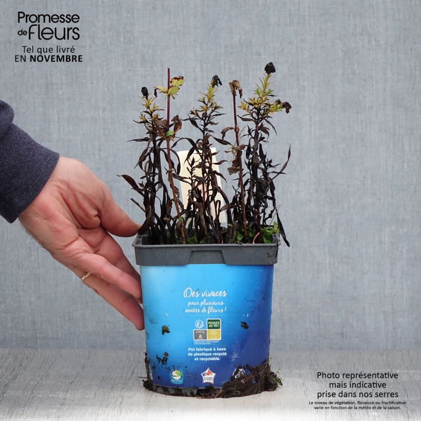 Exemplaar van Aster dumosus Tonga - Dwergaster Pot van 2 l/3 l zoals geleverd in de herfst