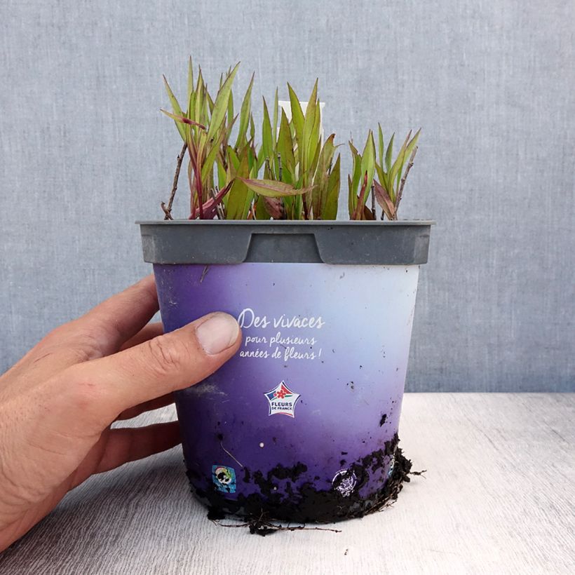 Exemplaar van Aster dumosus Tonga - Dwergaster Pot van 2 l/3 l zoals geleverd in de zomer