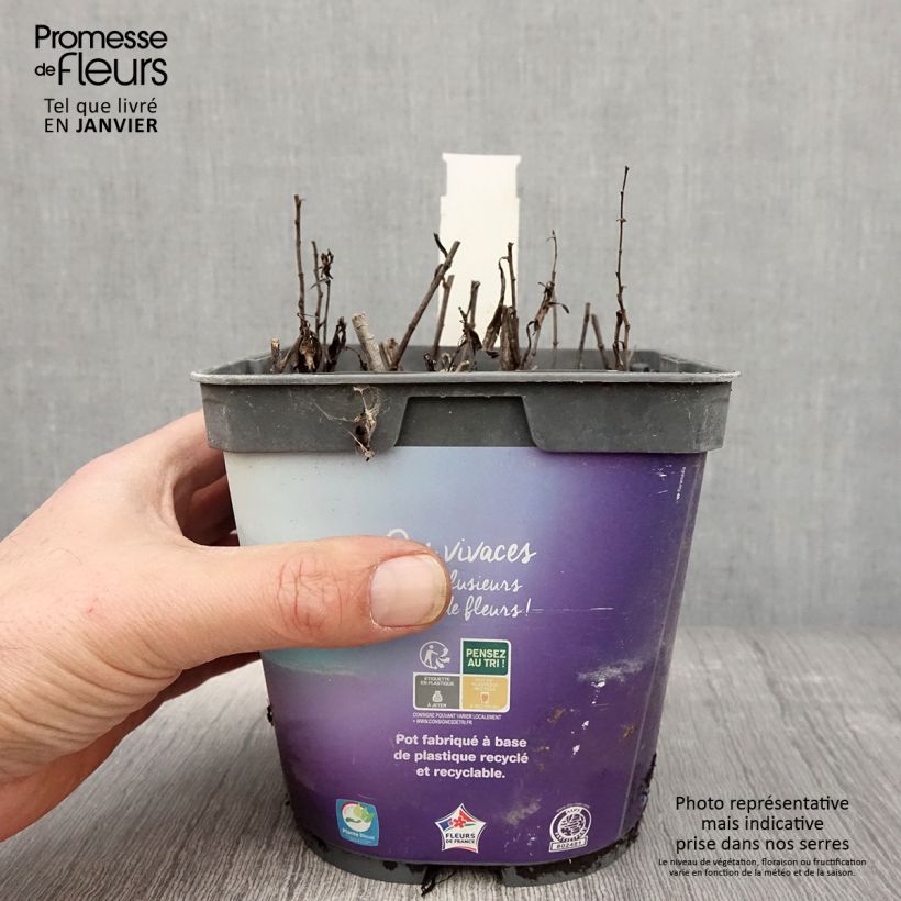 Example of Aster dumosus Tonga - Aster nain Pot van 2 l/3 l as you get in hiver