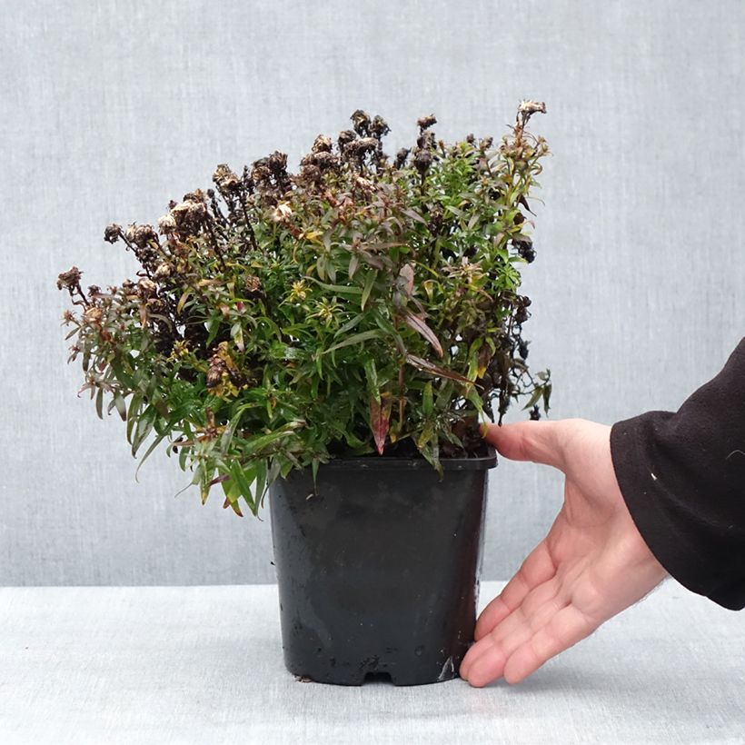 Example of Aster dumosus Wood's Purple Pot van 1,5 l/2 l as you get in hiver