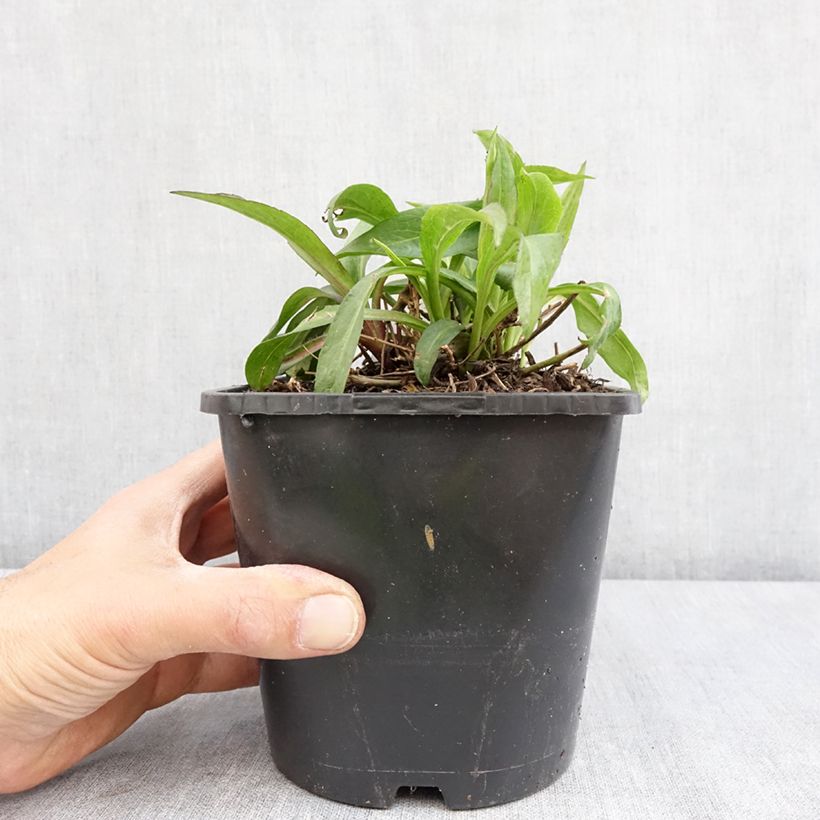 Exemplaar van Woods Purple - Nieuw-Nederlandse aster Pot van 1,5 l/2 l zoals geleverd in de lente