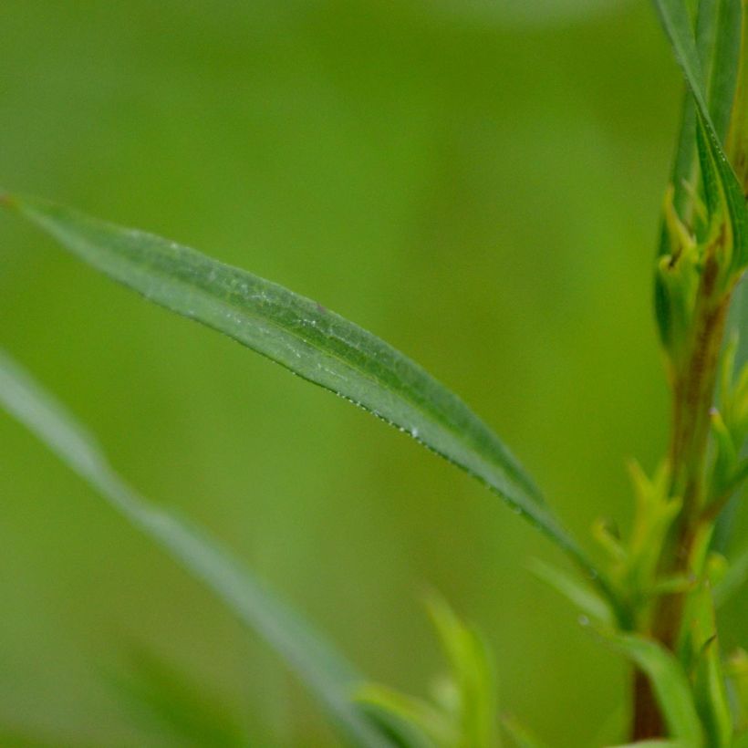 Aster ericoïdes Esther - Septemberkruid (Foliage)