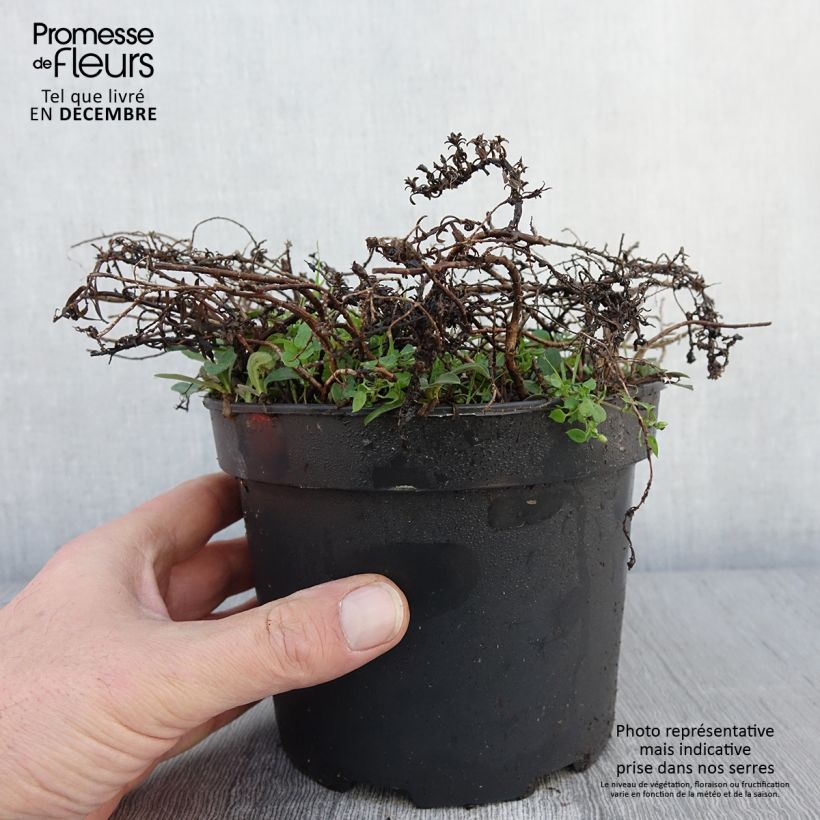 Exemplaar van Aster ericoïdes f. prostratus Snow Flurry - Septemberkruid Pot van 2 l/3 l zoals geleverd in de herfst