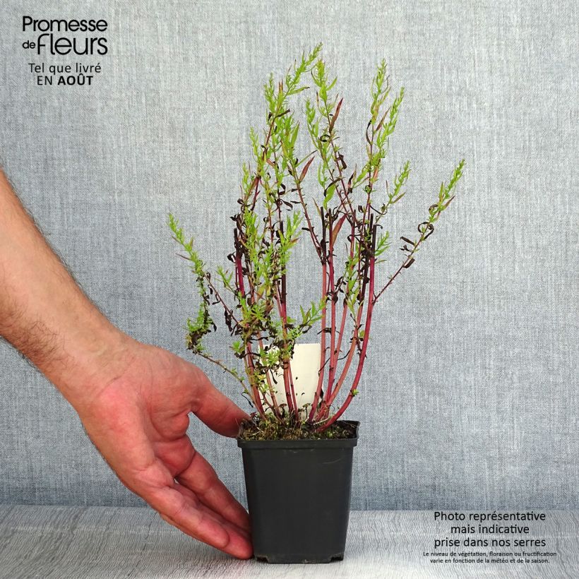 Exemplaar van Aster ericoides Herbstmyrte - Septemberkruid Kweekpotje van 8/9 cm zoals geleverd in de zomer