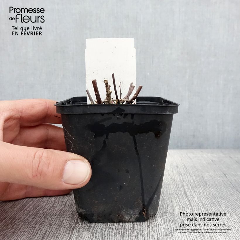 Example of Aster ericoides Herbstmyrte - Aster à feuilles de bruyère Kweekpotje van 8/9 cm as you get in hiver