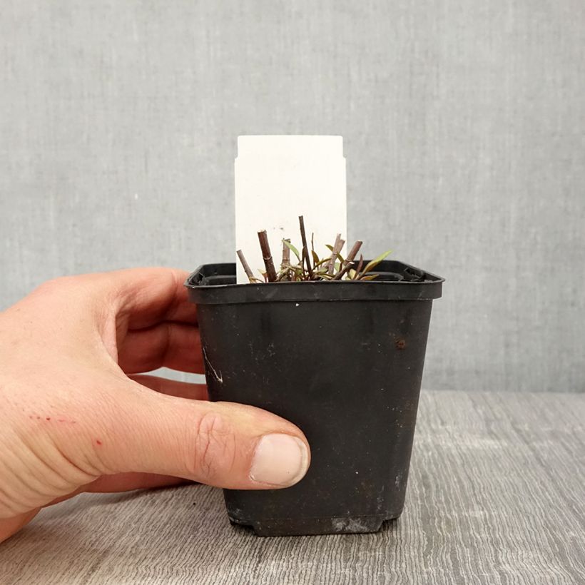 Exemplaar van Aster ericoides Herbstmyrte - Septemberkruid Kweekpotje van 8/9 cm zoals geleverd in de lente