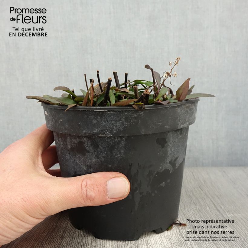 Exemplaar van Aster ericoïdes Pink Cloud - Septemberkruid Pot van 2 l/3 l zoals geleverd in de herfst