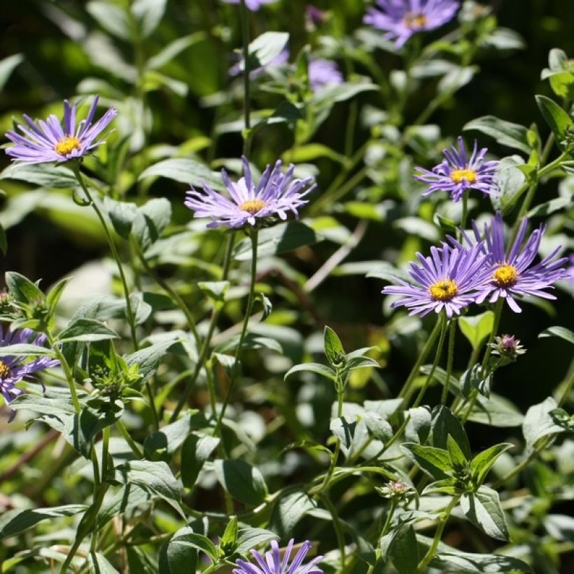 Aster frikartii Mönch - Zomeraster (Plant habit)