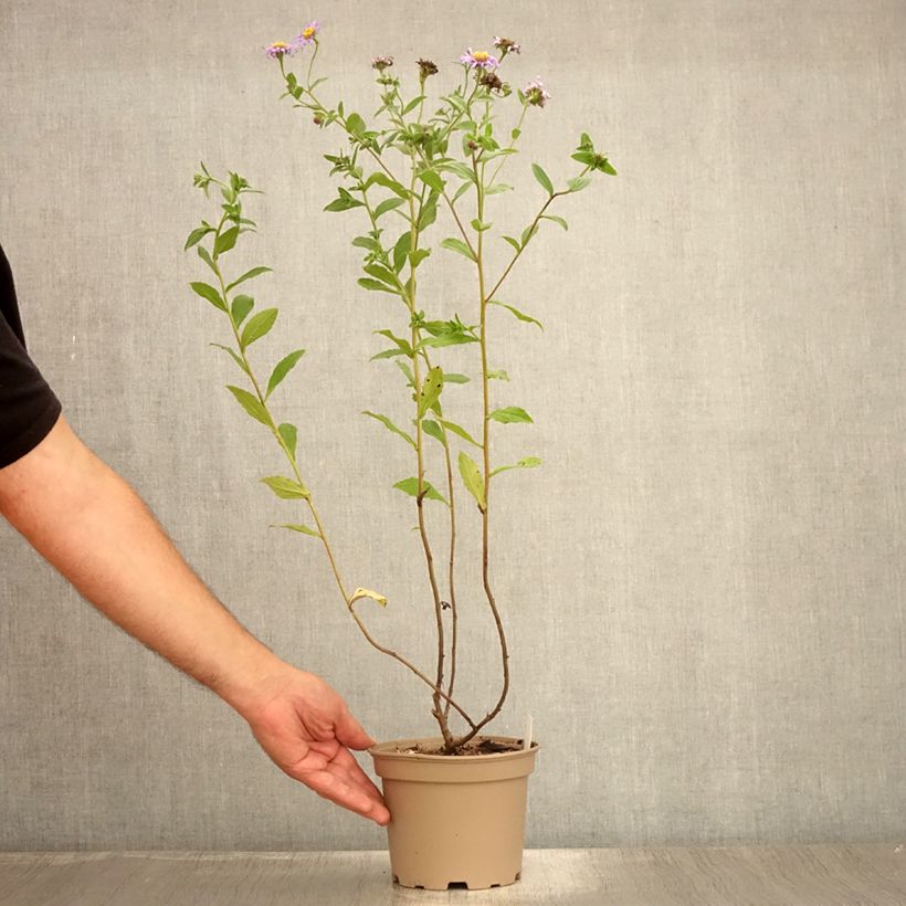 Exemplaar van Aster frikartii Mönch - Zomeraster Pot van 1 l/1,5 l zoals geleverd in de zomer