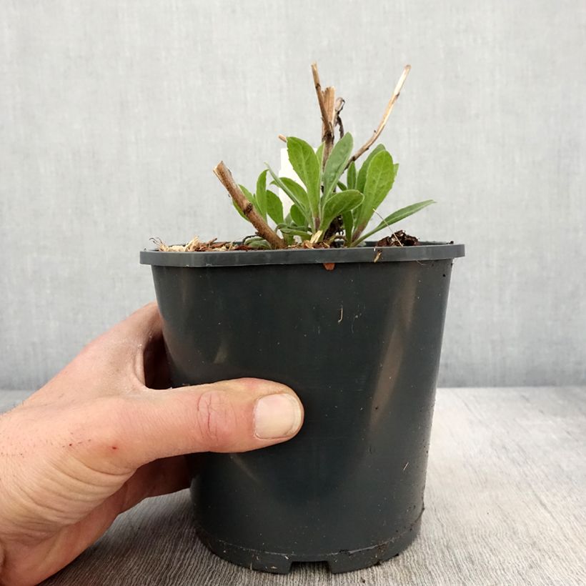 Exemplaar van Aster frikartii Mönch - Zomeraster Pot van 1 l/1,5 l zoals geleverd in de lente