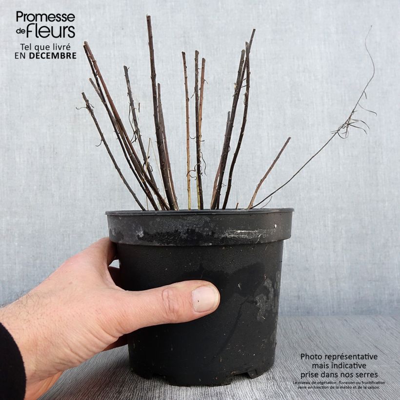 Exemplaar van Aster linosyris - Aster d'automne Pot de 2L/3L zoals geleverd in de herfst