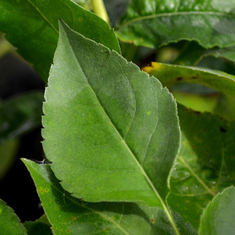 Aster Twilight - Grootbladige aster (Foliage)