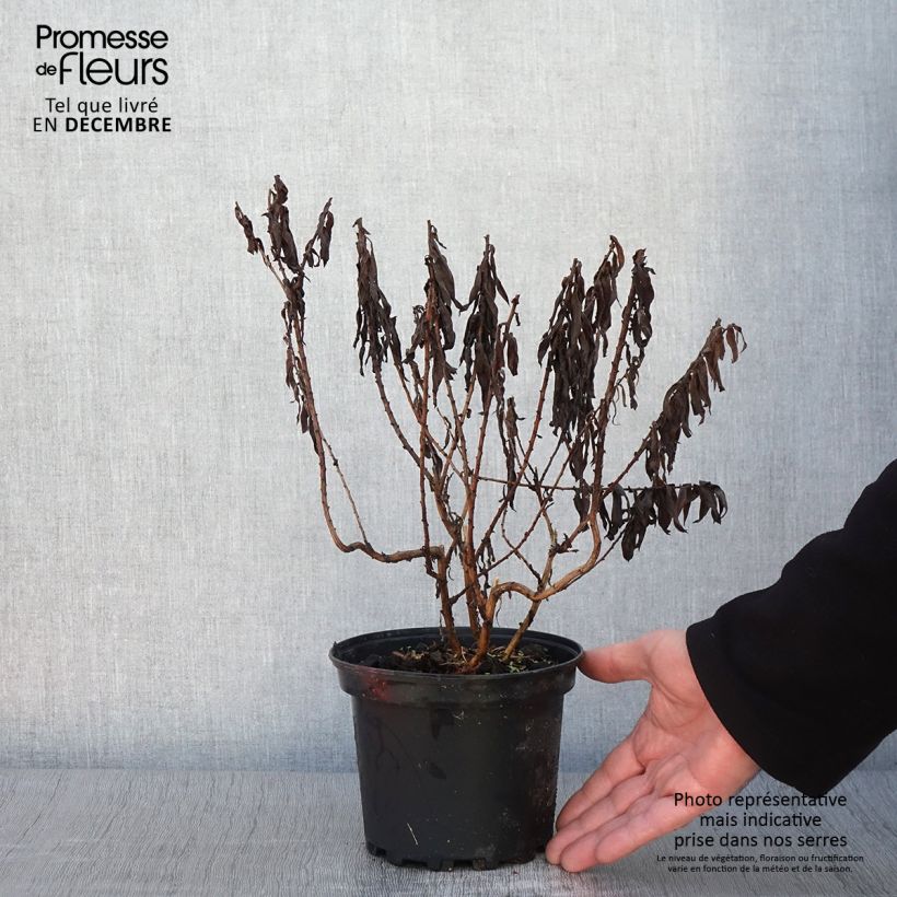 Exemplaar van Aster novae-angliae Andenken an Alma Pötschke - Nieuw-Engelse aster Pot van 2 l/3 l zoals geleverd in de herfst