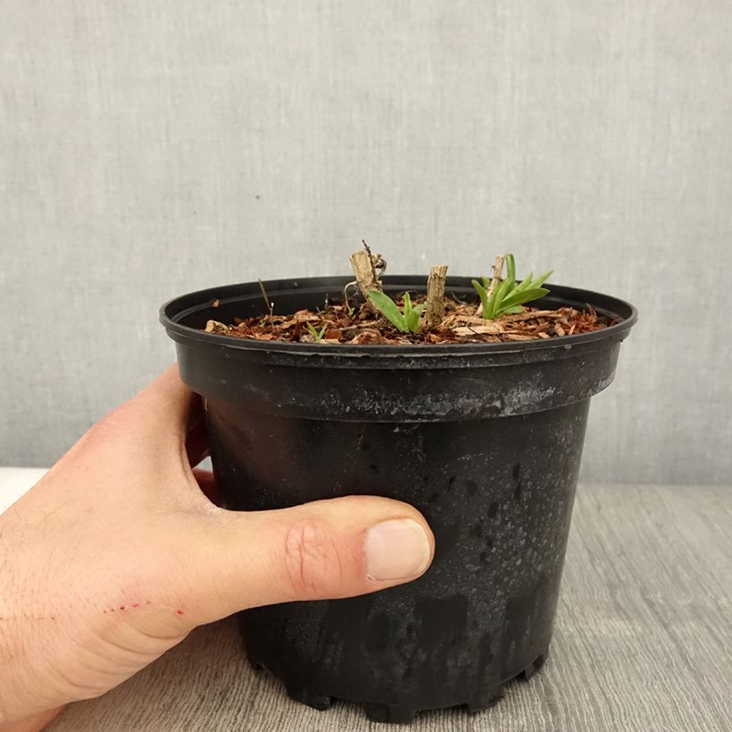 Exemplaar van Aster novae-angliae Andenken an Alma Pötschke - Nieuw-Engelse aster Pot van 2 l/3 l zoals geleverd in de lente