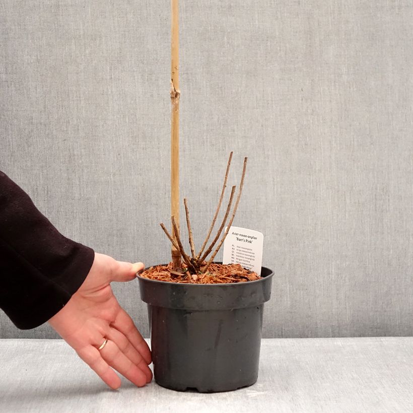 Exemplaar van Aster novae-angliae Barrs Pink - Nieuw-Engelse aster Pot van 2 l/3 l zoals geleverd in de winter