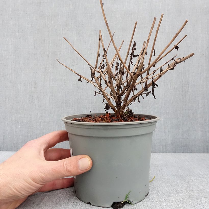 Example of Aster novae-angliae Barrs Blue - Nieuw-Engelse aster Pot van 2 l/3 l as you get in hiver