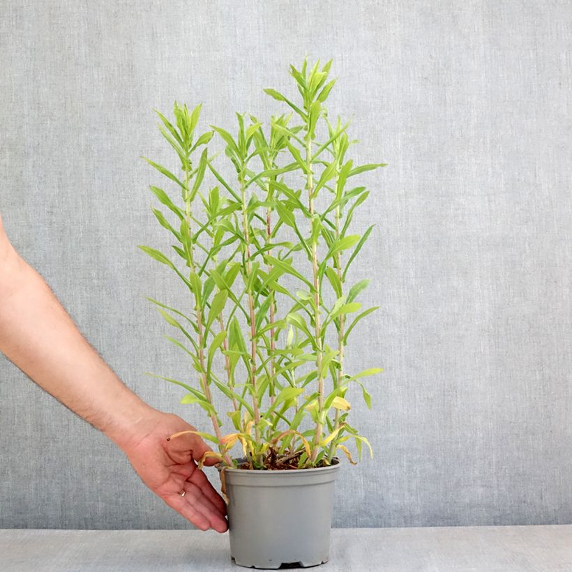 Exemplaar van Aster novae-angliae Barrs Blue - Nieuw-Engelse aster Pot van 2 l/3 l zoals geleverd in de lente