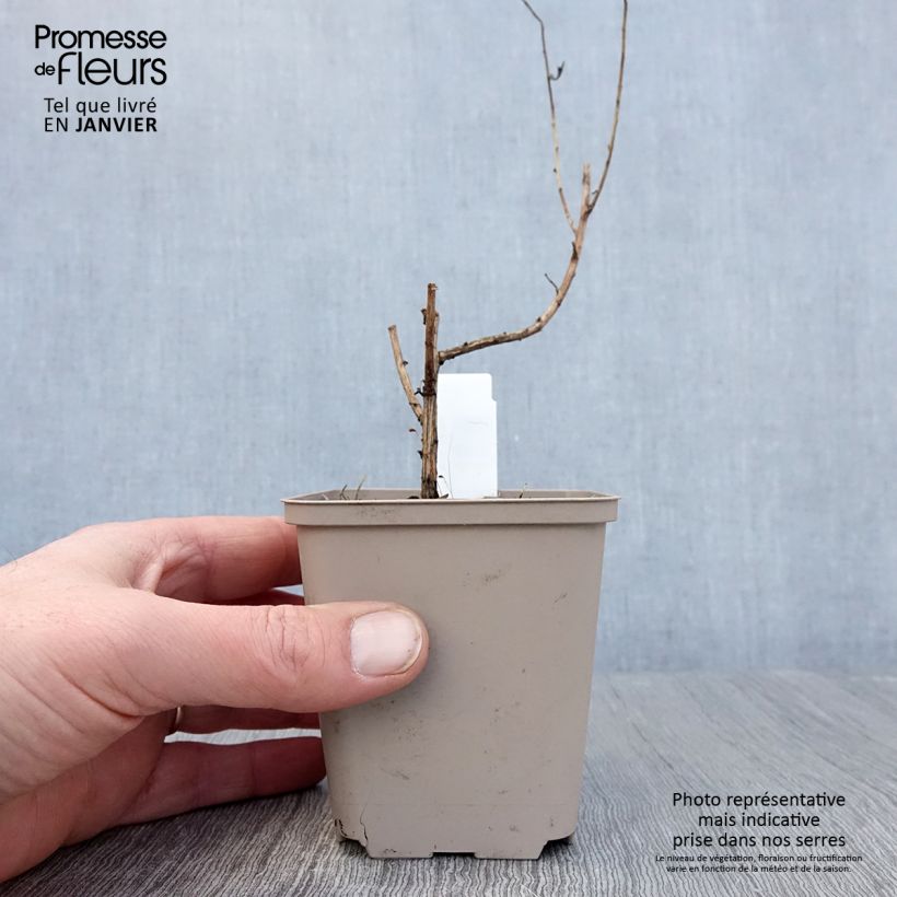 Example of Aster novae angliae Guido en Gezelle - Aster grand d'automne Kweekpotje van 8/9 cm as you get in hiver