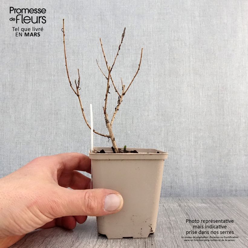 Exemplaar van Aster novae-angliae Guido en Gezelle - Nieuw-Engelse aster Kweekpotje van 8/9 cm zoals geleverd in de lente