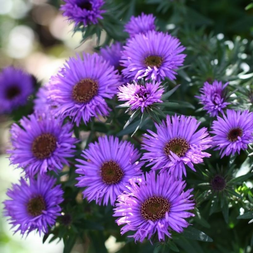 Aster novae-angliae Purple Dome - Nieuw-Engelse aster (Flowering)