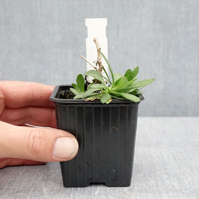 Exemplaar van Aster novae-angliae Rosa Sieger - Nieuw-Engelse aster Kweekpotje van 7/8 cm zoals geleverd in de lente