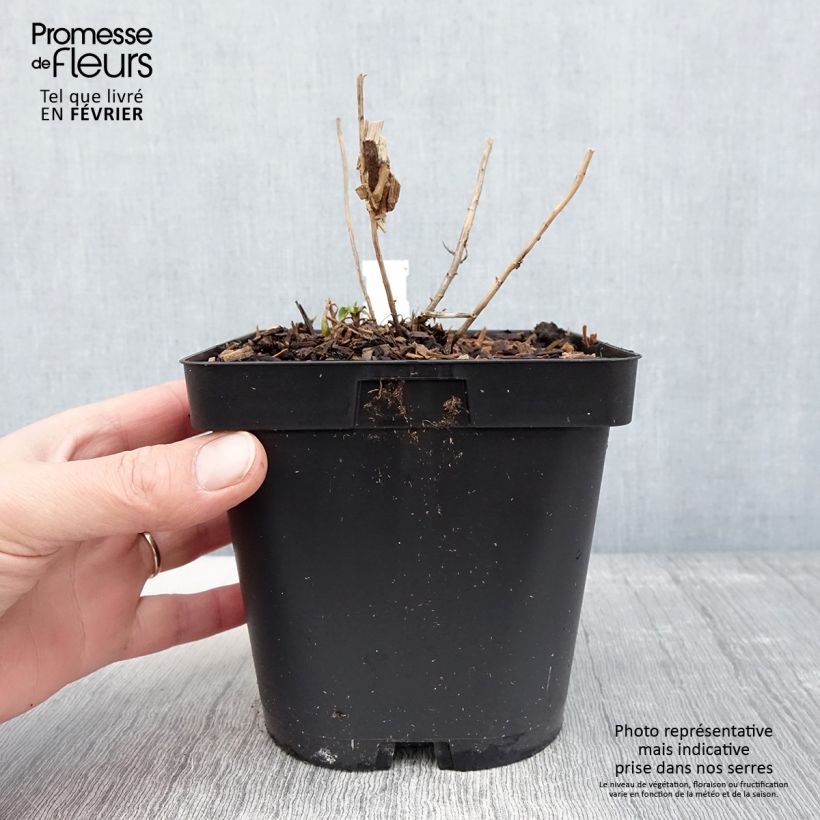 Example of Aster novae-angliae Septemberrubin - Septembre rouge Pot van 2 l/3 l as you get in hiver