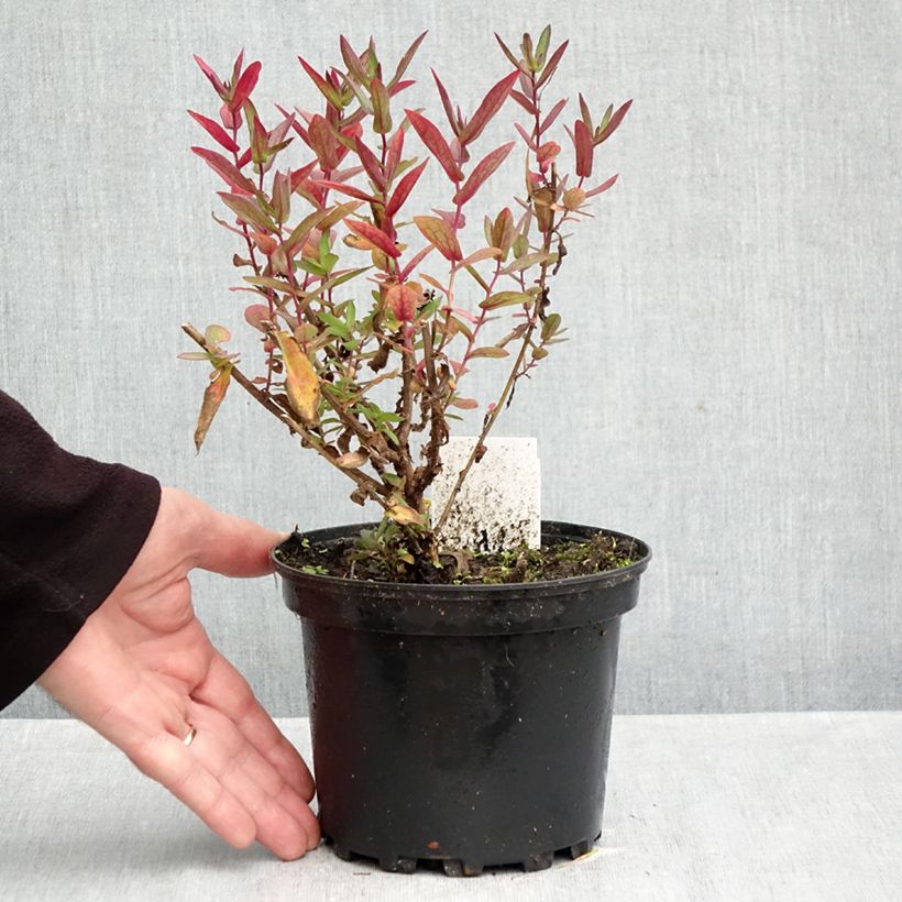 Exemplaar van Aster novae-angliae Septemberrubin - Nieuw-Engelse aster Pot van 2 l/3 l zoals geleverd in de herfst