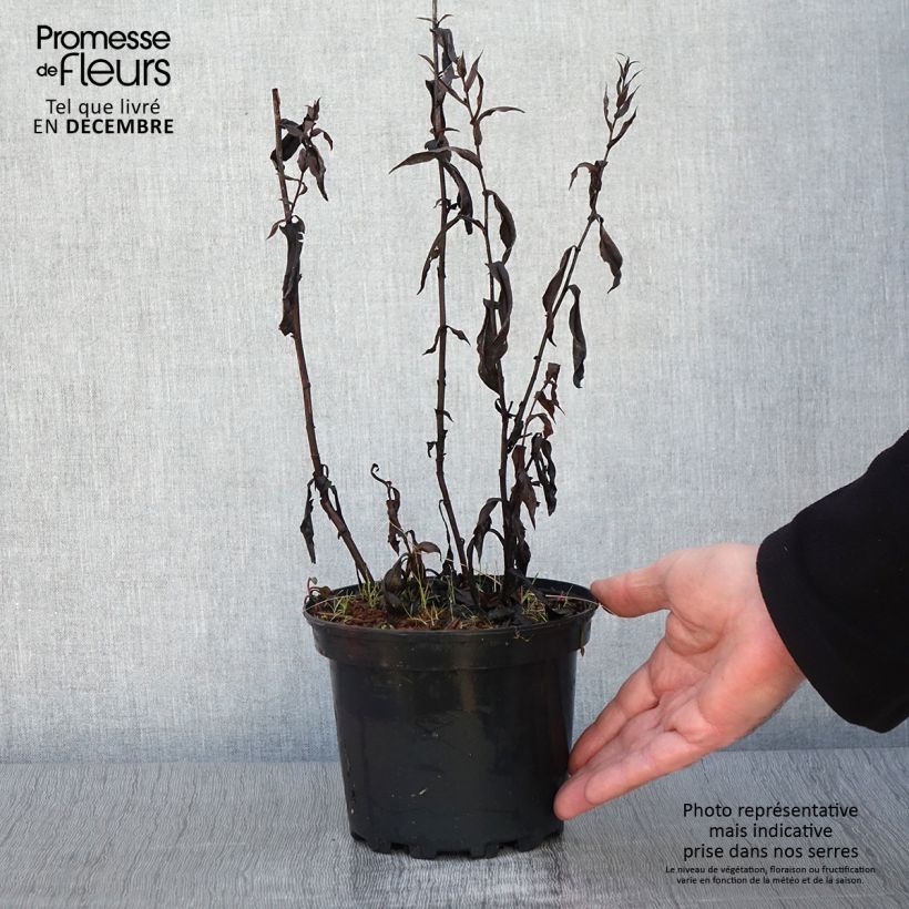 Exemplaar van Aster novi-belgii Fellowship - Nieuw-Nederlandse aster Pot van 2 l/3 l zoals geleverd in de herfst