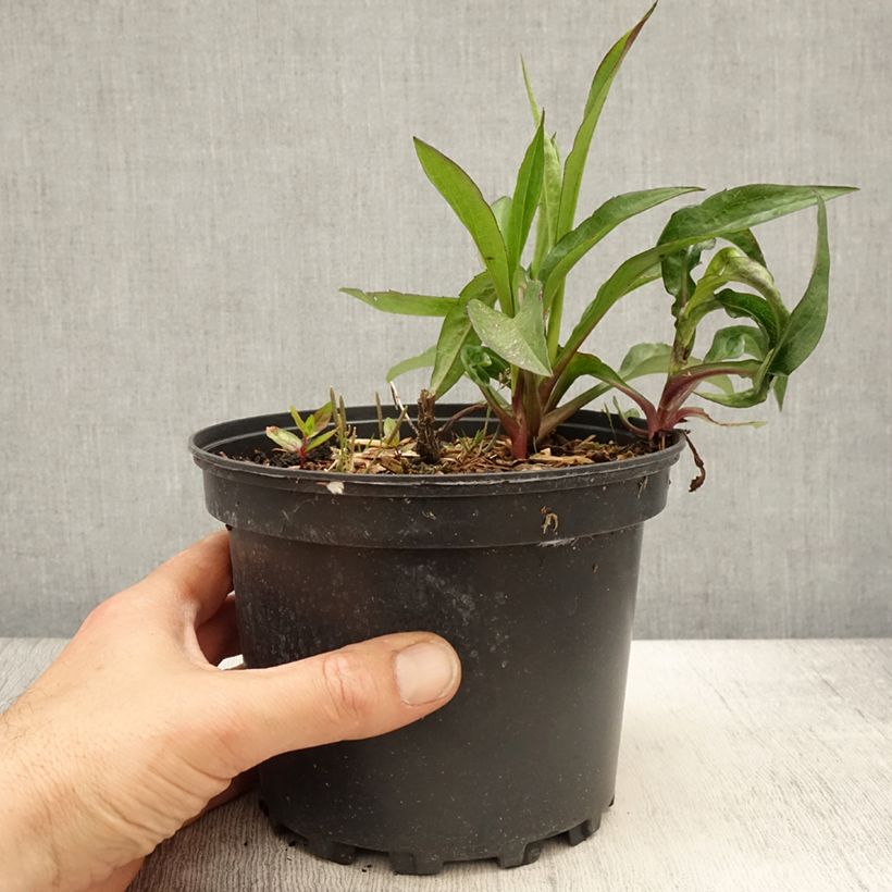 Exemplaar van Aster novi-belgii Fellowship - Nieuw-Nederlandse aster Pot van 2 l/3 l zoals geleverd in de lente