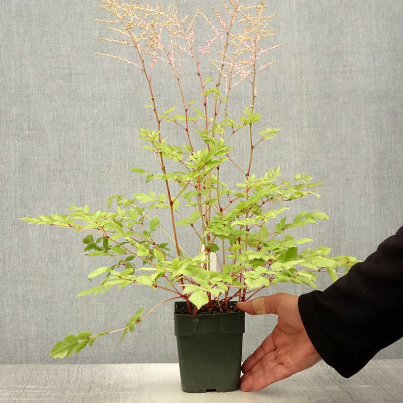 Exemplaar van Aster novi-belgii Flamingo - Nieuw-Nederlandse aster Kweekpotje van 8/9 cm zoals geleverd in de zomer