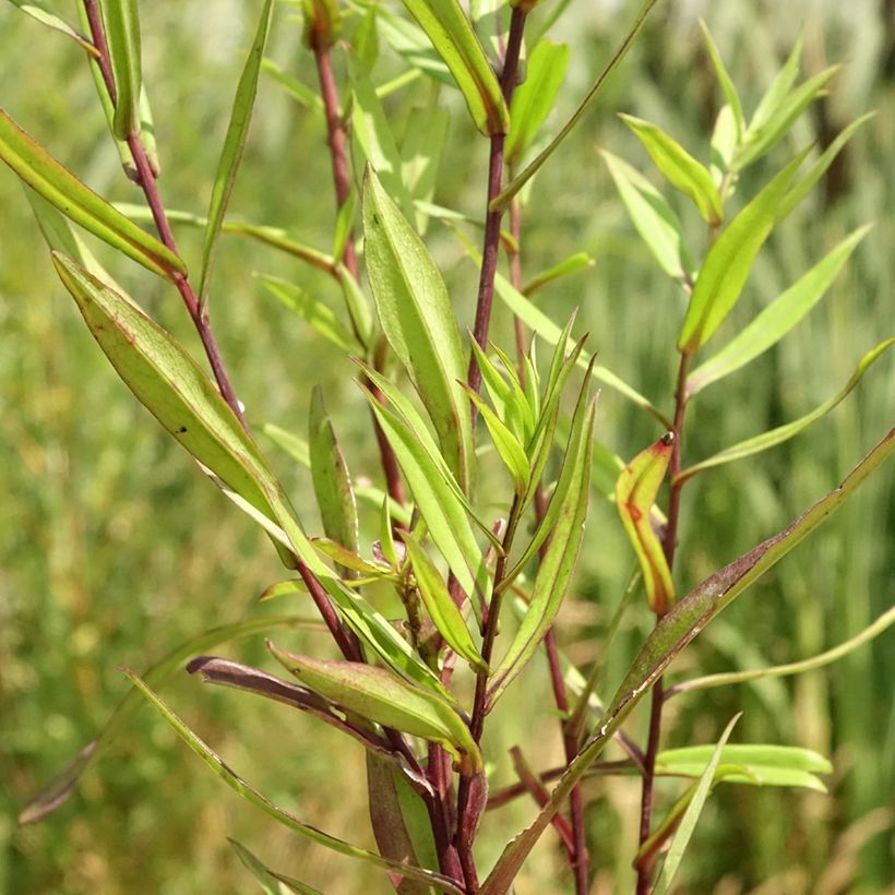 Aster Karmin Kuppel - Nieuw-Nederlandse aster (Blad)
