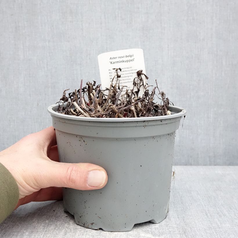 Exemplaar van Aster Karmin Kuppel - Nieuw-Nederlandse aster Pot van 2 l/3 l zoals geleverd in de winter