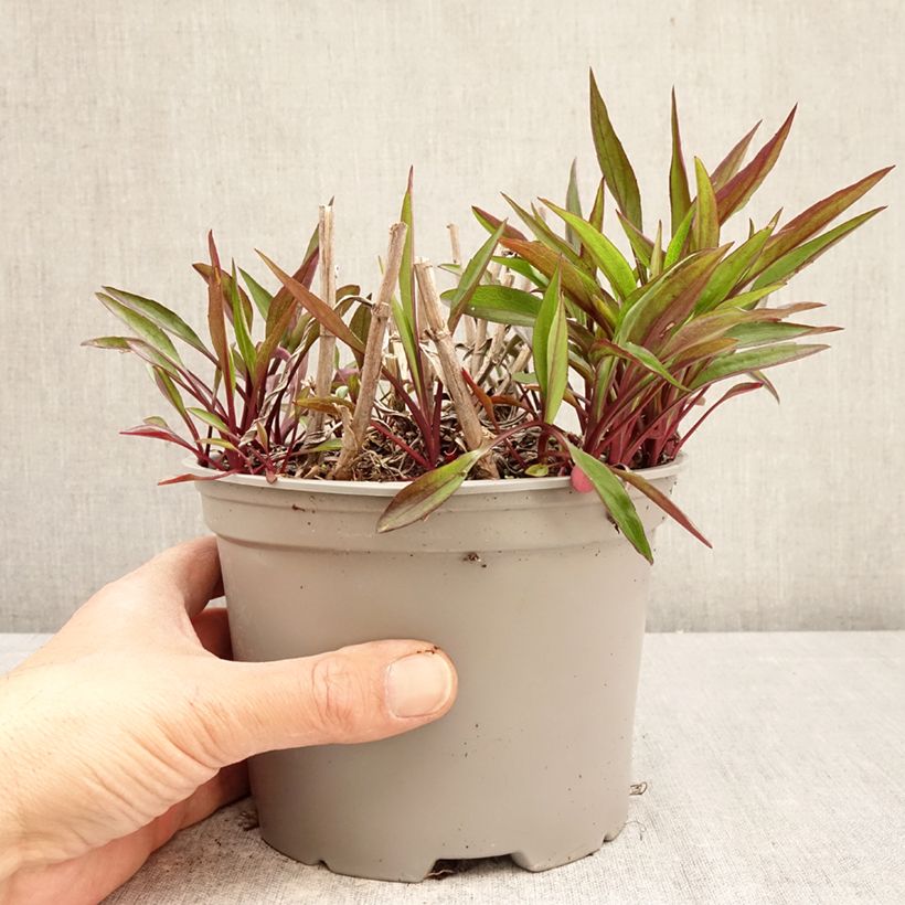 Exemplaar van Aster Karmin Kuppel - Nieuw-Nederlandse aster Pot van 2 l/3 l zoals geleverd in de lente