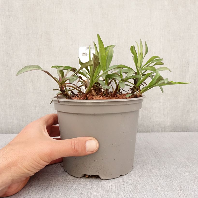 Exemplaar van Aster novi-belgii Marie Ballard - Nieuw-Nederlandse aster Pot van 2 l/3 l zoals geleverd in de lente