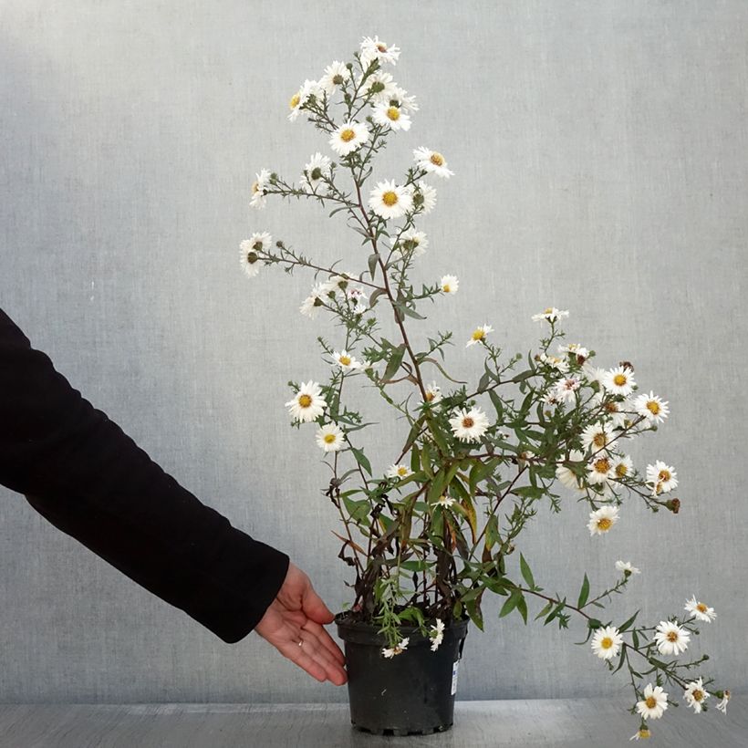 Exemplaar van Aster novi-belgii White Lady - Nieuw-Nederlandse aster Pot van 2 l/3 l zoals geleverd in de herfst