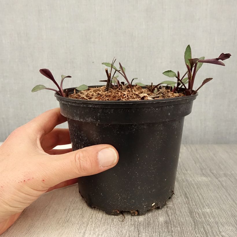 Exemplaar van Aster novi-belgii White Lady - Nieuw-Nederlandse aster Pot van 2 l/3 l zoals geleverd in de lente