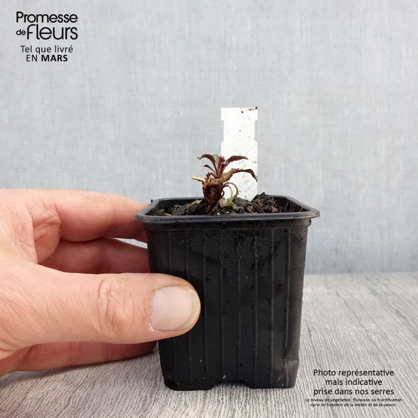 Exemplaar van Aster oblongifolium October Skies - Aromatische aster Kweekpotje van 8/9 cm zoals geleverd in de lente