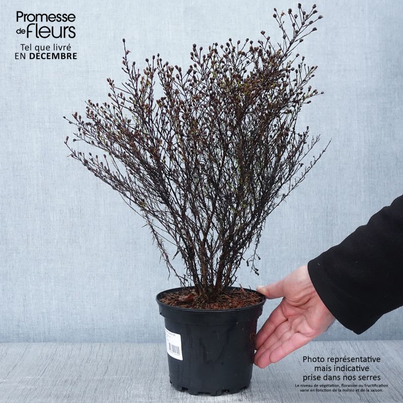 Exemplaar van Aster ericoides pringlei Monte Cassino - Septemberkruid Pot van 2 l/3 l zoals geleverd in de herfst