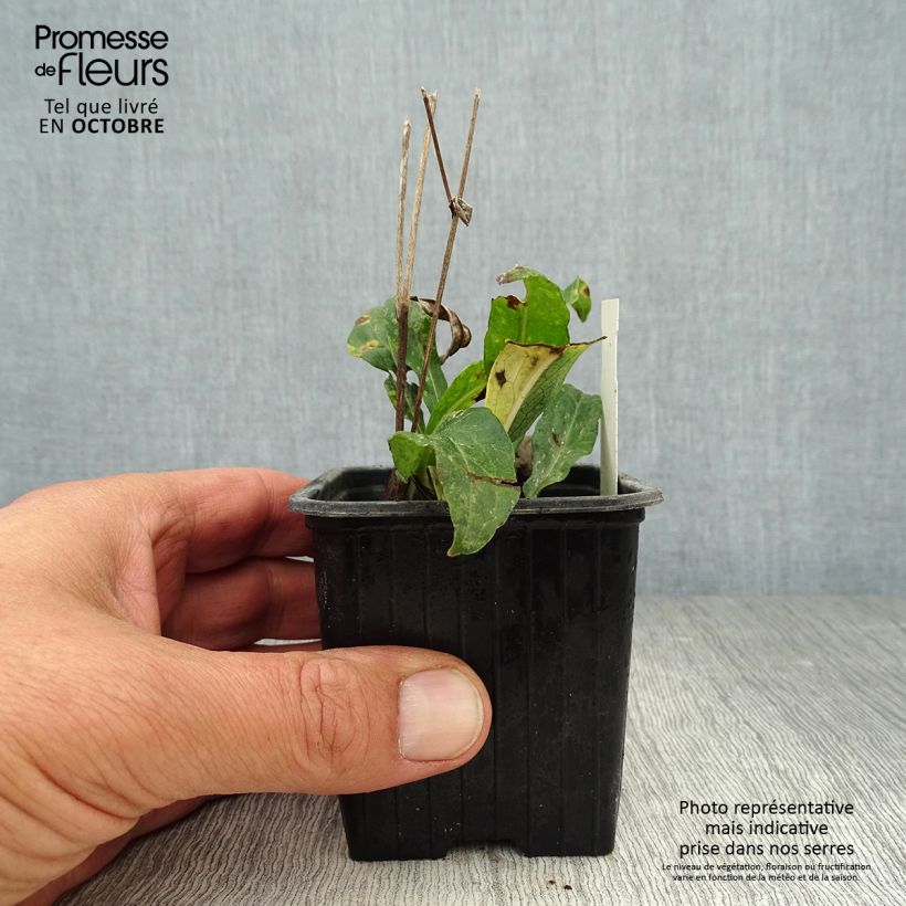 Exemplaar van Aster rugulosus Asrugo - Herfstaster Kweekpotje van 8/9 cm zoals geleverd in de herfst