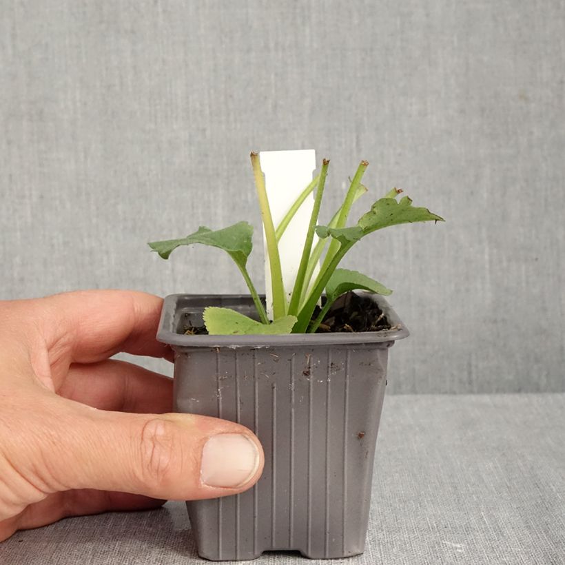 Exemplaar van Aster schreberi - Schreberaster Kweekpotje van 8/9 cm zoals geleverd in de herfst